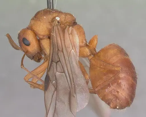 Formica dolosa - CASENT0103938