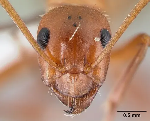 Formica dolosa - CASENT0179861