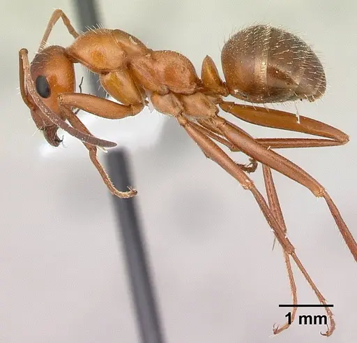 Formica dolosa - CASENT0179861