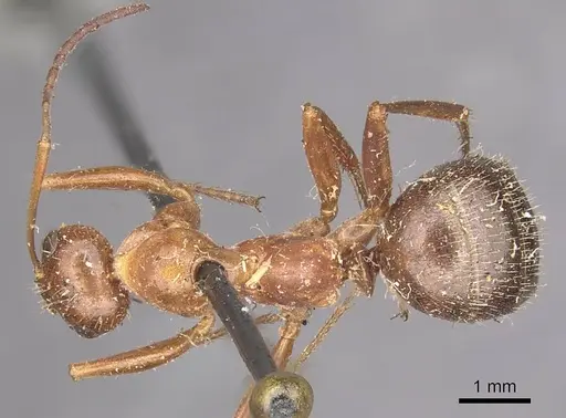 Formica dolosa - CASENT0911066