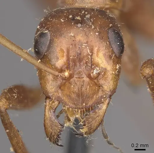 Formica dolosa - CASENT0911066
