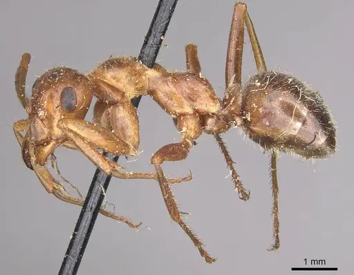 Formica dolosa - CASENT0911066