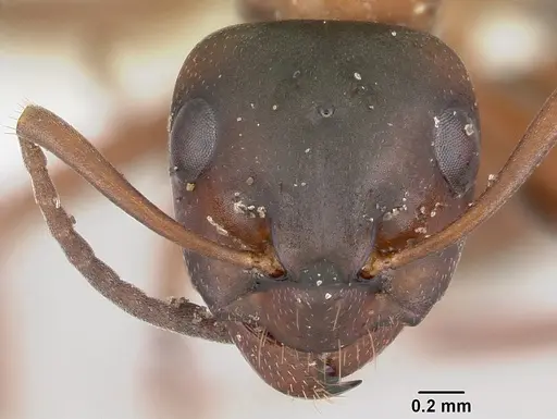 Formica emeryi specimen