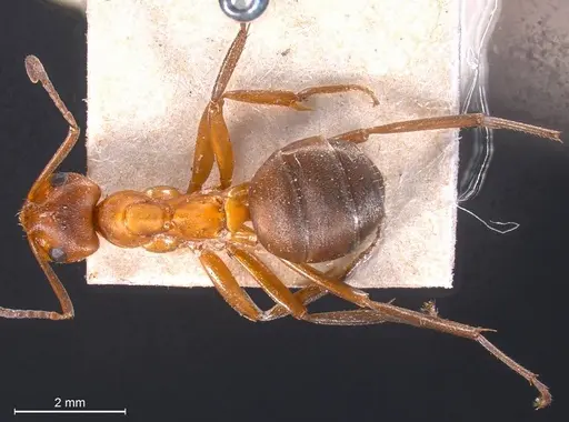 Formica exsecta specimen