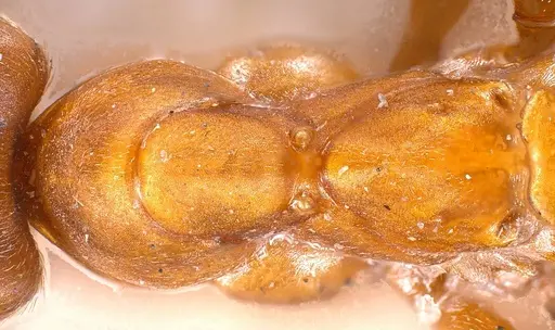 Formica exsecta specimen