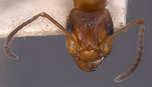 Formica exsecta - ANTWEB1008393