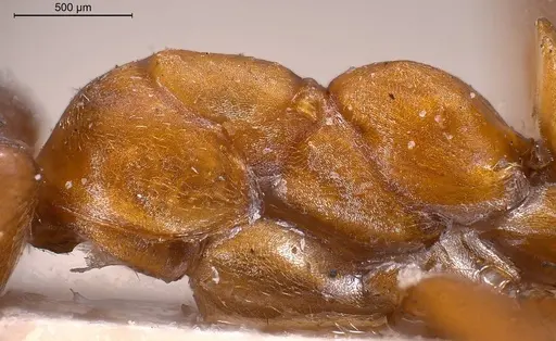 Formica exsecta - ANTWEB1008393