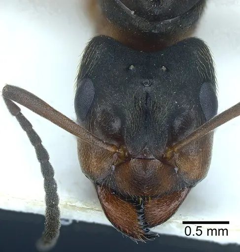 Formica exsecta - ANTWEB1041355