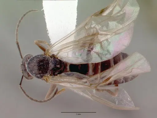 Formica exsecta - CASENT0010687