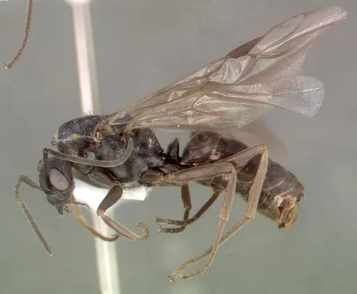 Formica exsecta - CASENT0010687