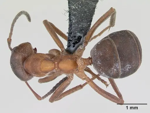 Formica exsecta - CASENT0173161