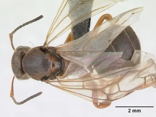 Formica exsecta - CASENT0173162