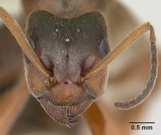 Formica exsecta - CASENT0173162