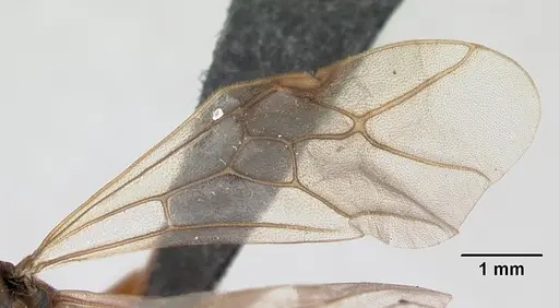 Formica exsecta - CASENT0173162