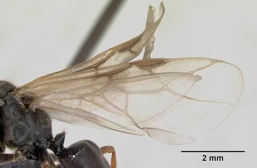 Formica exsecta - CASENT0173163