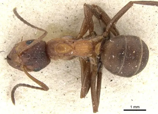 Formica exsecta - CASENT0903274