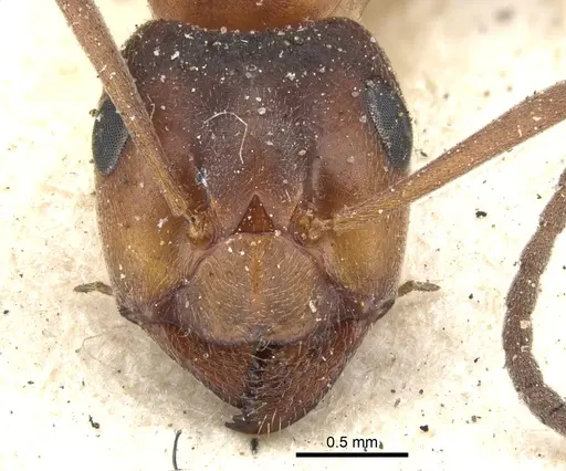 Formica exsecta - CASENT0903274