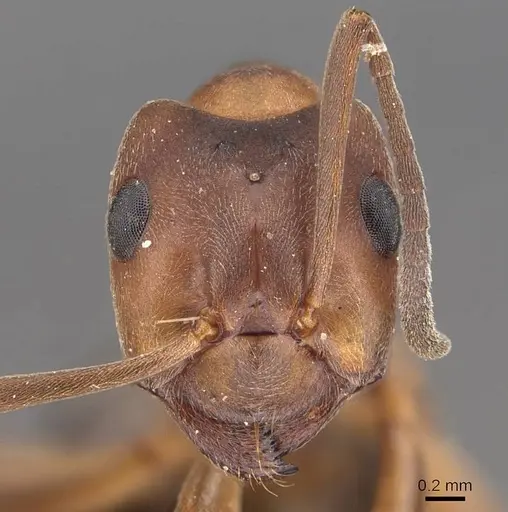 Formica exsecta - CASENT0905703