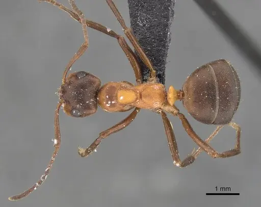 Formica exsecta - CASENT0907600