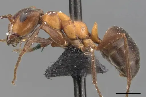 Formica exsecta - CASENT0907600