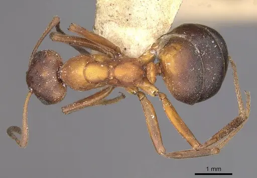 Formica exsecta - CASENT0911089