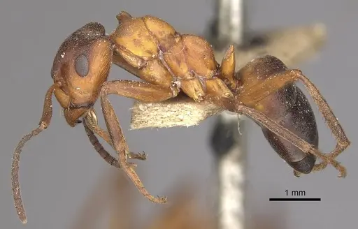 Formica exsecta - CASENT0911089