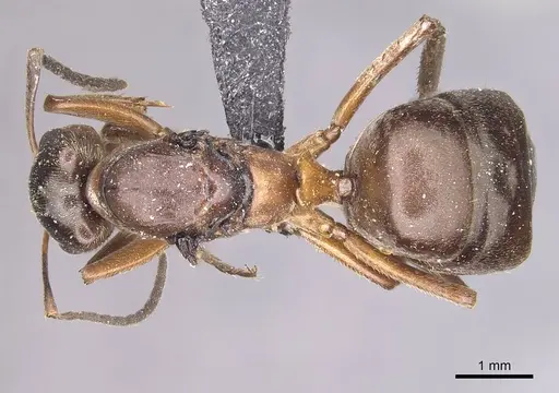 Formica exsecta - CASENT0911090