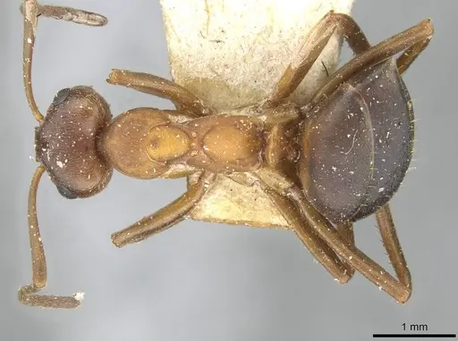 Formica exsecta - CASENT0911091