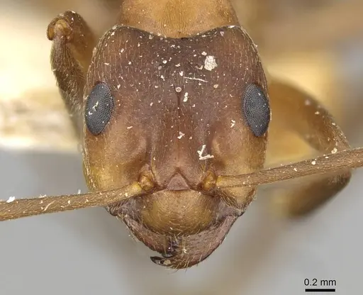 Formica exsecta - CASENT0911091