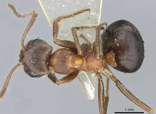 Formica exsecta - CASENT0911158