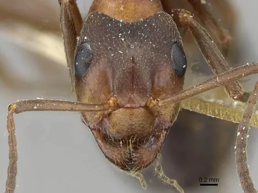 Formica exsecta - CASENT0911158