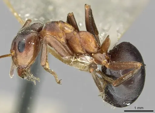 Formica exsecta - CASENT0911158