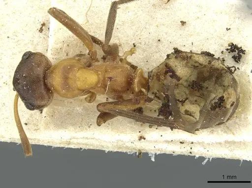 Formica exsecta - CASENT0912243