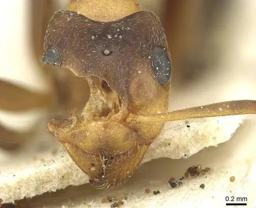 Formica exsecta - CASENT0912243