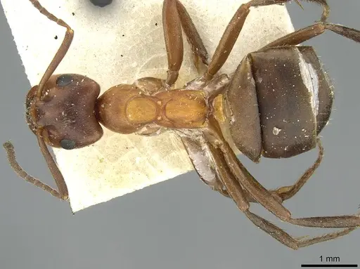 Formica exsecta - CASENT0913659