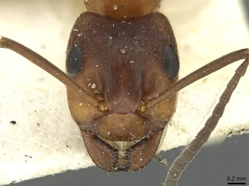 Formica exsecta - CASENT0913659