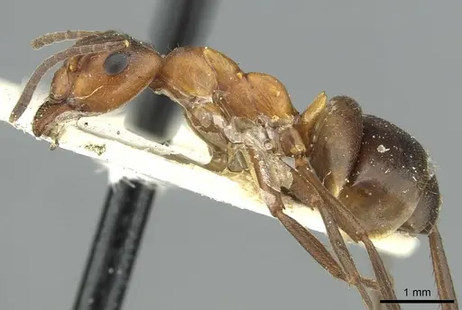 Formica exsecta - CASENT0913659