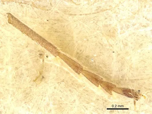 Formica exsecta - CASENT0915377