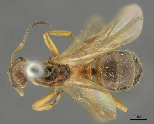 Formica exsecta - CASENT0915632