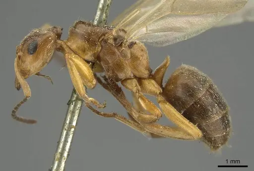 Formica exsecta - CASENT0915632