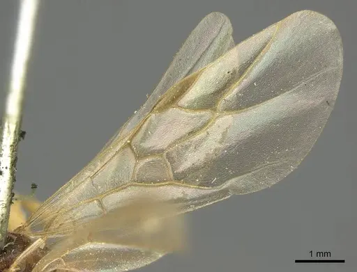 Formica exsecta - CASENT0915632