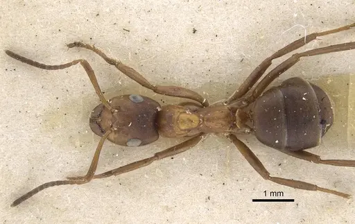 Formica exsecta - CASENT0917233