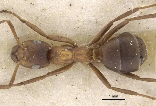 Formica exsecta - CASENT0917233