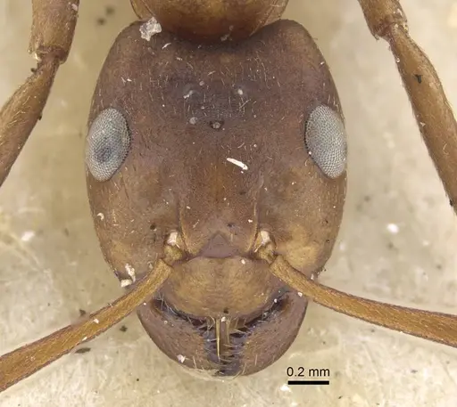 Formica exsecta - CASENT0917233