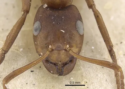 Formica exsecta - CASENT0917233