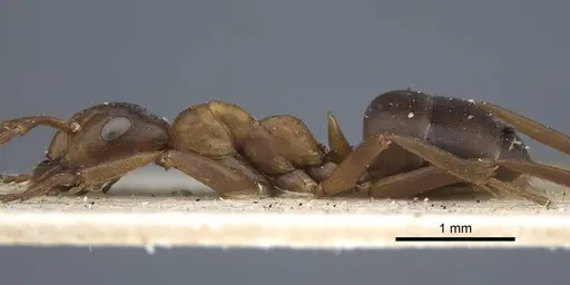 Formica exsecta - CASENT0917233