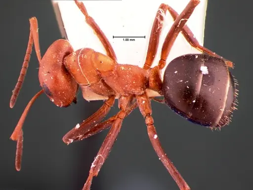 Formica exsectoides - CASENT0105550