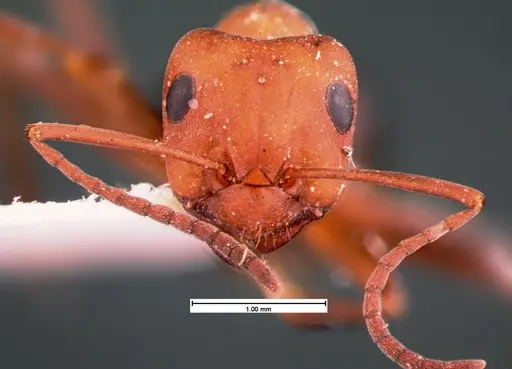 Formica exsectoides - CASENT0105550