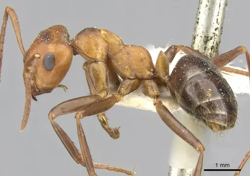 Formica exsectoides - CASENT0911093