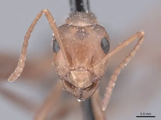 Formica exsectoides - FMNHINS0000046254